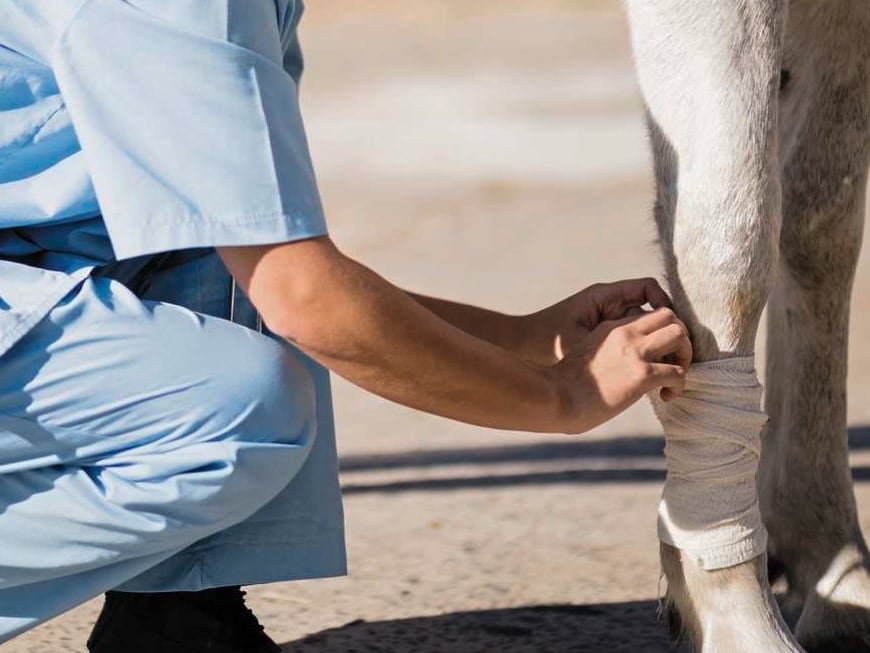 Stallapotheke fürs Pferd leicht gemacht: Tierärztin erklärt!