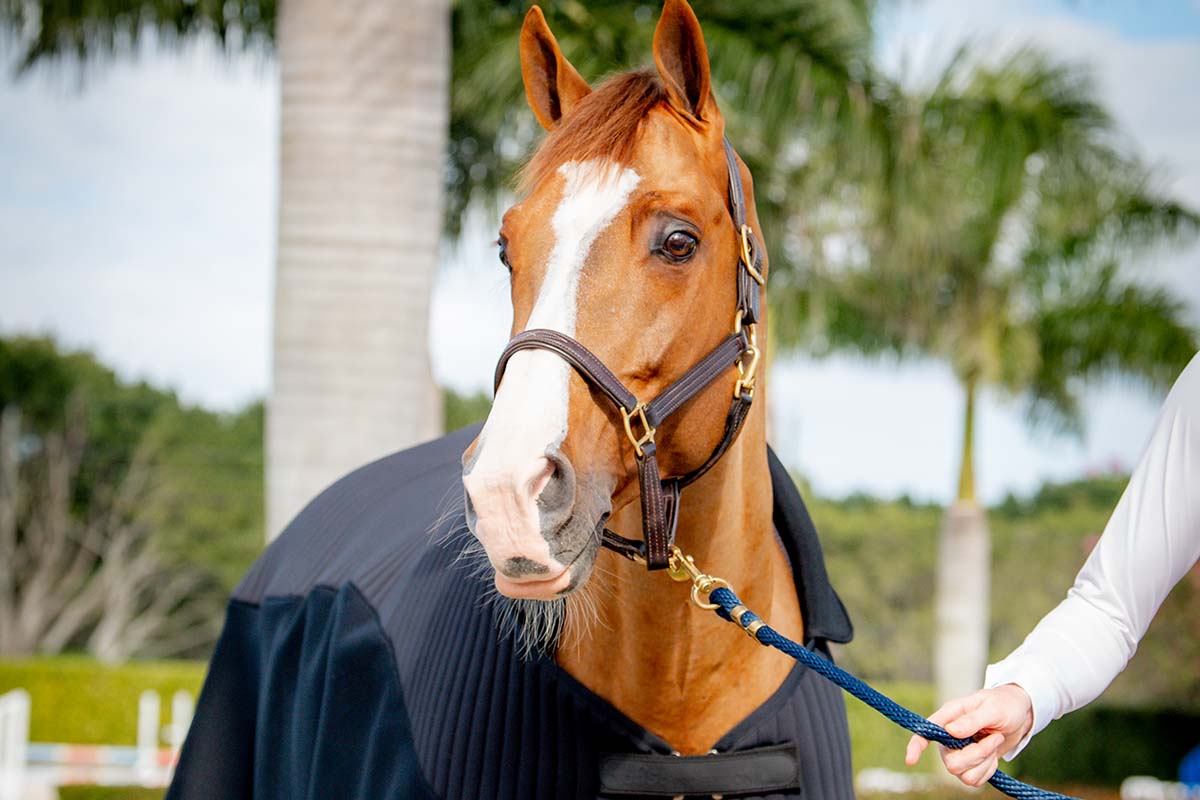 Jetzt ganz neu: Die eaSt professional Horsewear-Kollektion ist da!